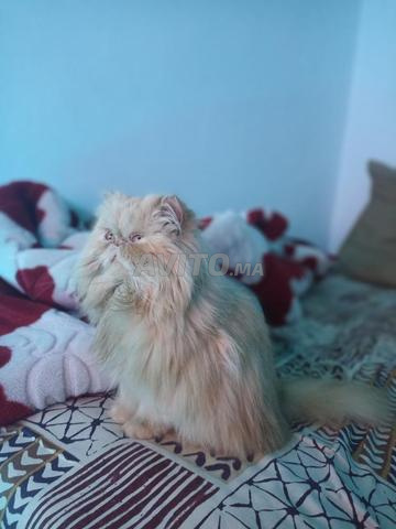 Femelle persan 8 mois