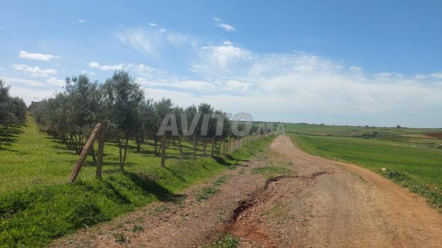 Ferme titre 3ha Om Sallat Kamouni - 2