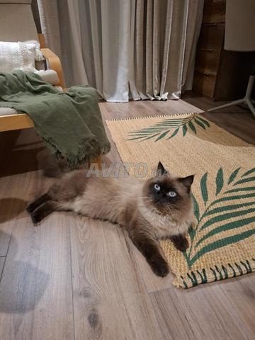 Ragdoll 2 ans très affectueux avec accessoires - 2