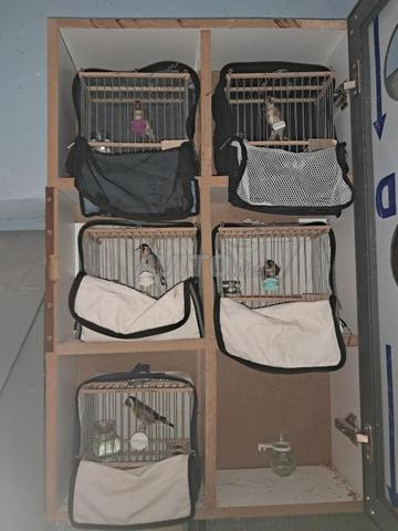 Chardonneret malinois Rivoli - 2