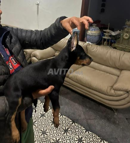 Chiots doberman - 2