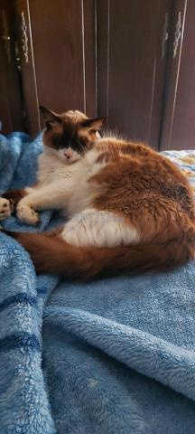 Chat siamois à vendre - 2