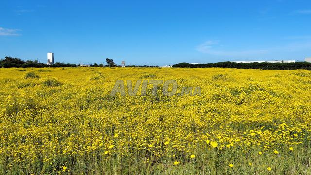 1.2 ha en indivision à Benslimane à 5 km