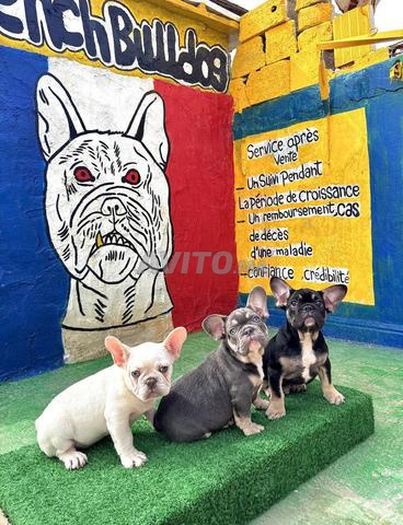 Bulldog français - 2