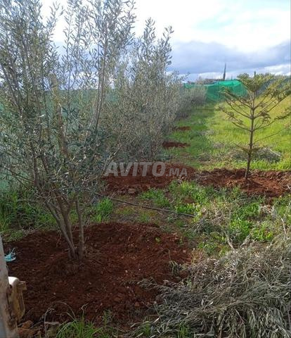 Ferme titrée à vendre - 2