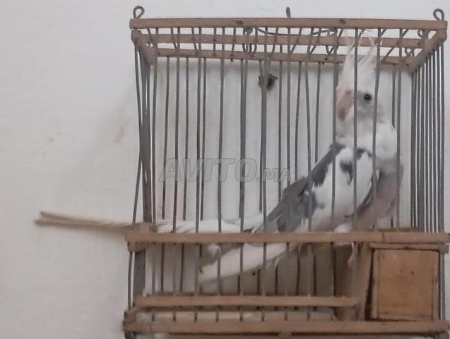 Oiseau Calopsitte (Cockatiel) femelle - 2