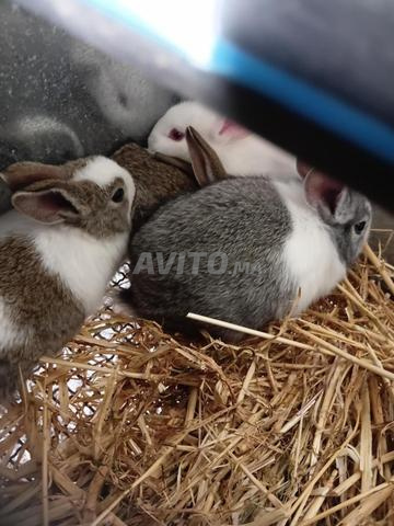 Lapins à vendre - 2