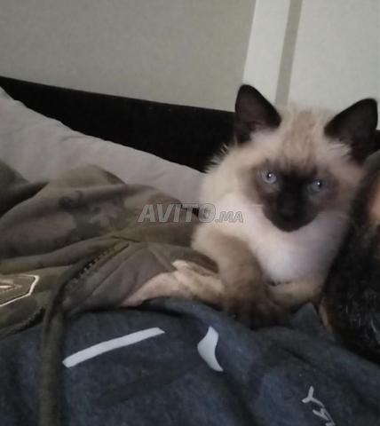 Mâle siamois en bonne santé