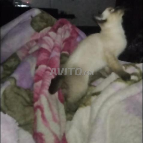 Mâle siamois en bonne santé - 2