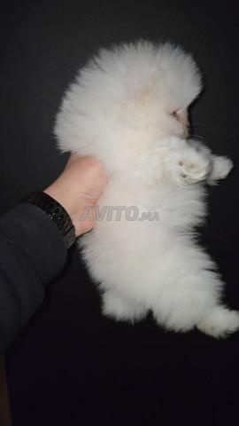 Spitz Pomeranian - 2