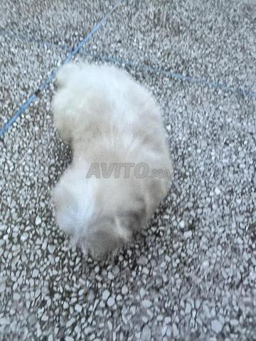 Bichon Havanais un mois et demi - 2