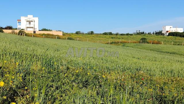 2.8 ha titré à Benslimane zyayda - 2