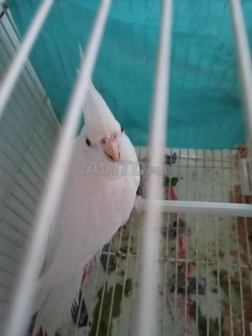 Un couple de canaris et une calopsitte albinos - 2