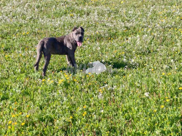 Cane Corso - 2