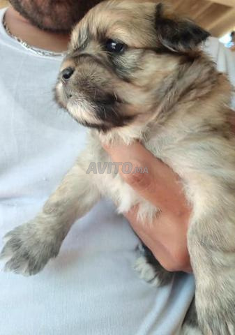 Chiots Bichon Havanais bientôt disponibles - 2