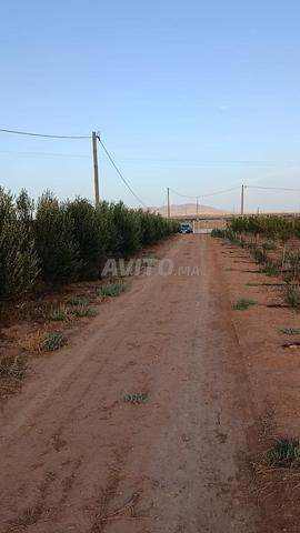 مزرعة 2 هكتار قرب عين صفا - 2