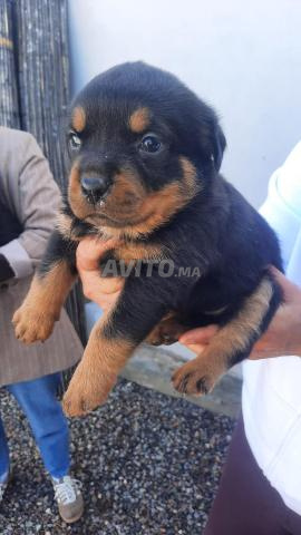 Chiot Rottweiler Pedigree - 2