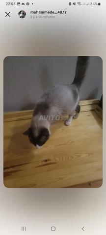 Chatte siamoise enceinte - 2