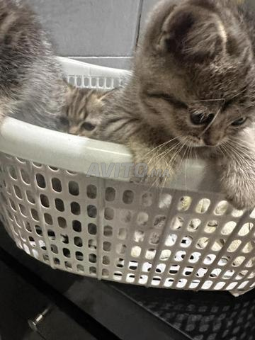 Chatons Scotish straight - 2