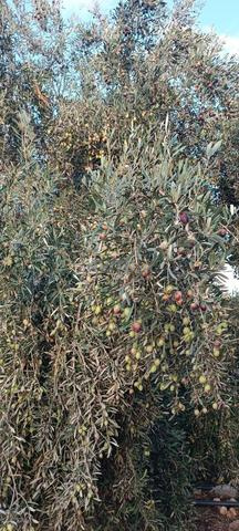 زيت زيتون بكر شهر 12 - 2