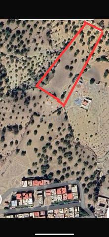 Terrain titré labouré avec oliviers à vendre