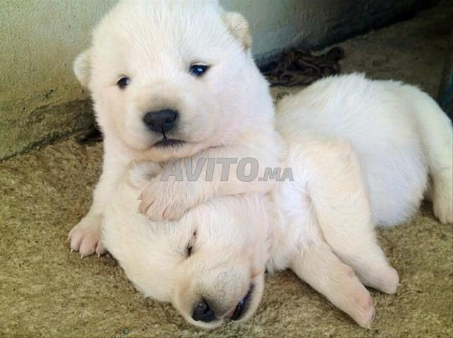 Chiots Husky Sibérien - 2