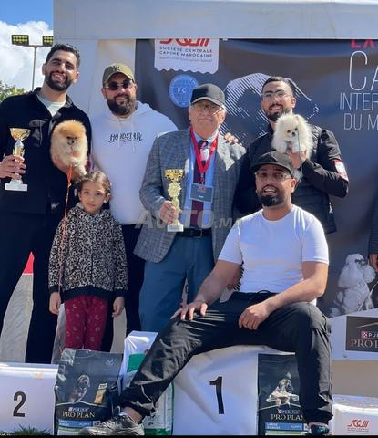 Spitz Pomeranian pedigree - 2