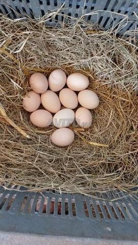 بيع بيض بلدي - 2