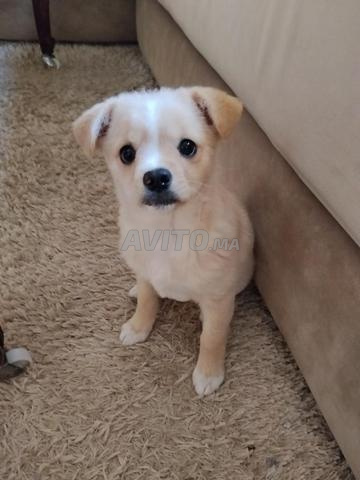 Chiot Bichon 3 mois et demi (prix négociable)