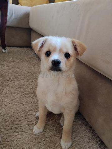 Chiot Bichon 3 mois et demi (prix négociable) - 2