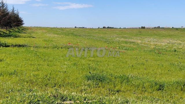 3.63 ha titré sur la route à Benslimane ain laksab - 2
