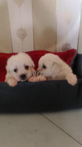 Bichon Maltais