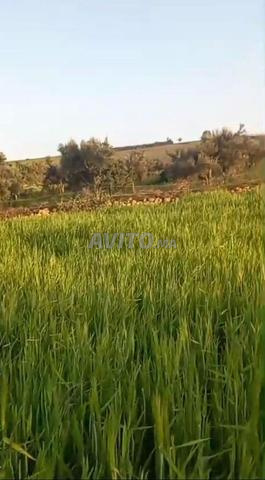 Opportunité rare terrain titré à moitié prix