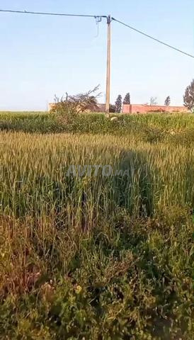 فرصة نادرة أرض محفظة بنصف الثمن - 2