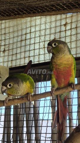 Conure de Molina opaline - 2