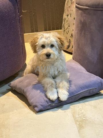 بيشون هافاني نقي السلالة - 2