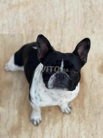 كلب فرنسي بلدغ - 2