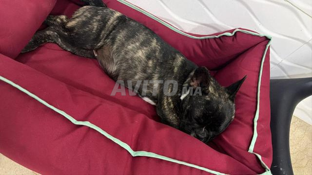 بيع كلبة بولدوج فرنسي - 2