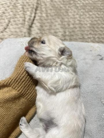 Coton de Tuléar - 2