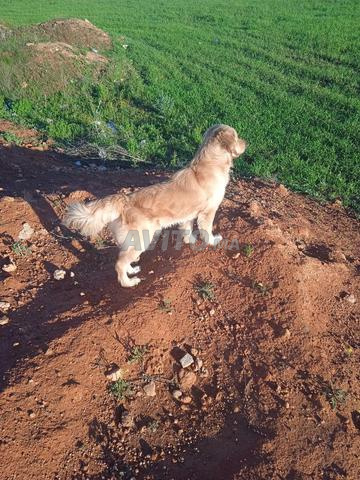 Chien golden retriever pure race - 2