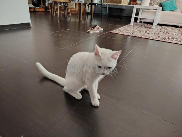 Un chat blanc à céder - 2