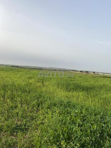 أرض محفظة بثمن مناسب قريبة من آسفي - 2