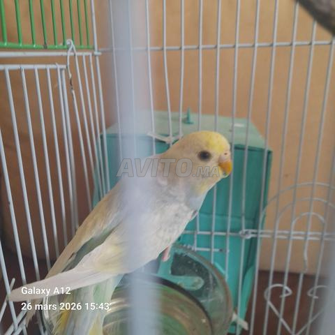 Oiseaux perruches avec cage - 2