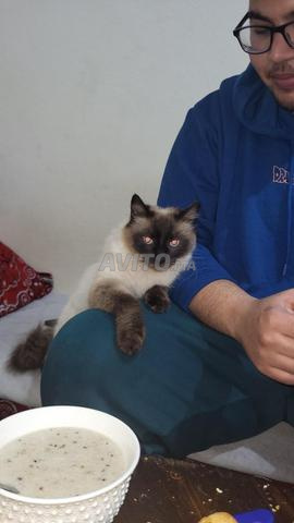 Chatte persane à vendre