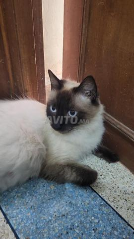 Chatte persane à vendre - 2