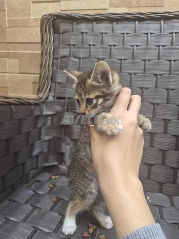 Chaton mignon à adopter - 2