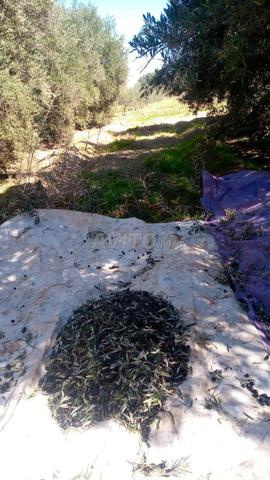 زيت زيتون - 2