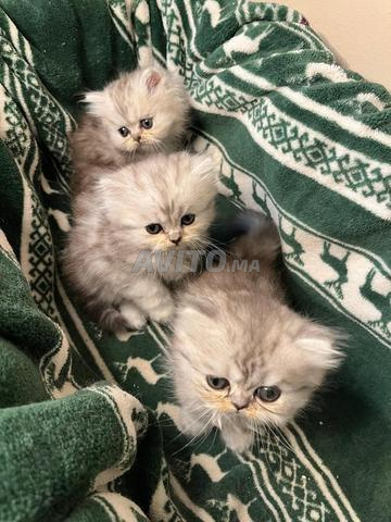 Persan Chinchilla Moon Face Pur - 2