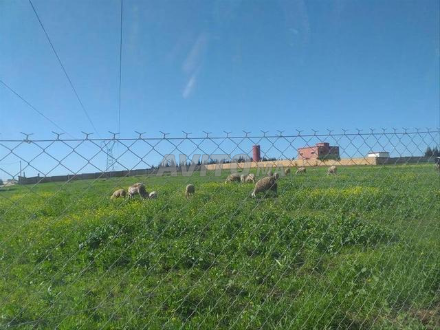 أضع للبيع أرض فلاحية مساحتها 7200 ب9 كلم عن أزمور