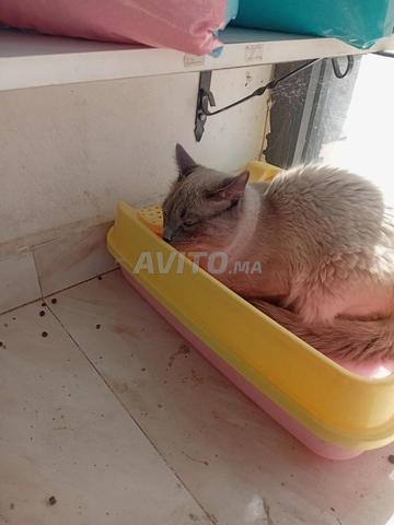 À adopter chat Himalayen